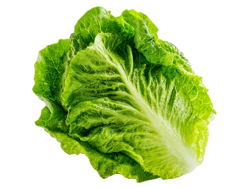 Fresh lettuce